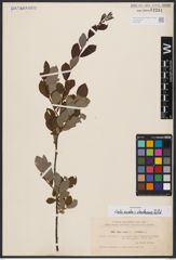 Salix aurita L. x Salix starkeana Willd.